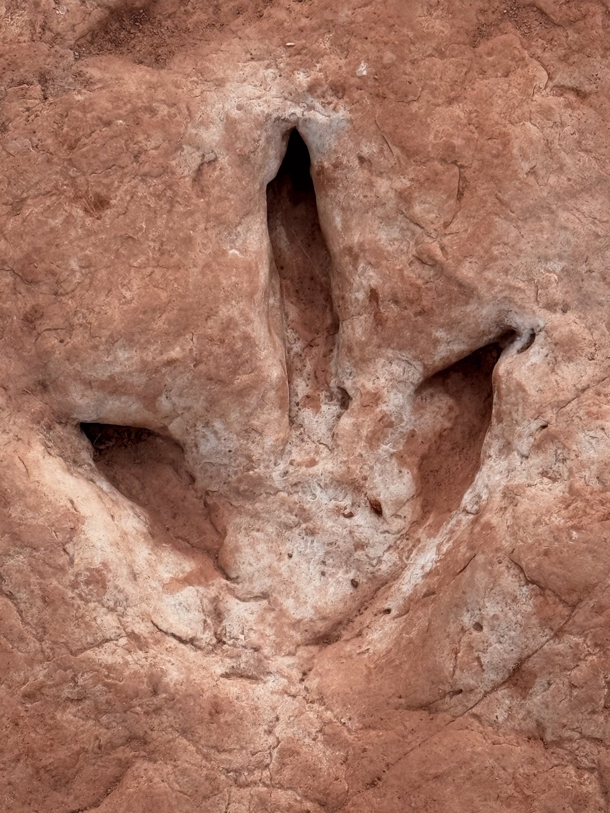 Close view of a fossil-style dinosaur footprint in red rock